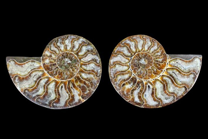 Agate Replaced Ammonite Fossil - Madagascar #166763